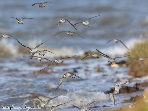Bécasseaux sanderlings