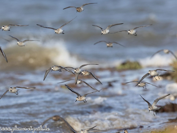Bécasseaux sanderlings