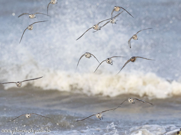 Bécasseaux sanderlings