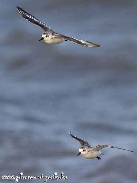 Bécasseaux sanderlings