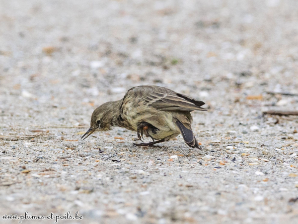 Pipit maritime avec infection à la patte