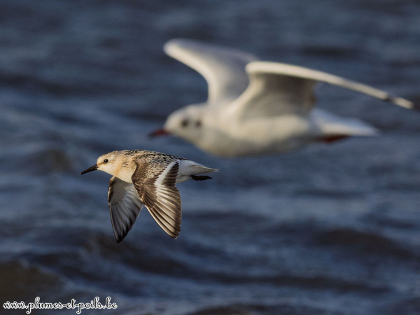 Bécasseau sanderling