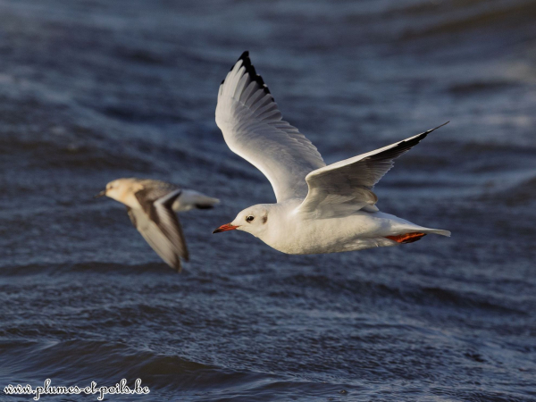 Mouette rieuse