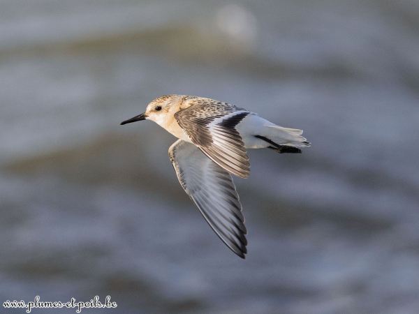 Bécasseau sanderling