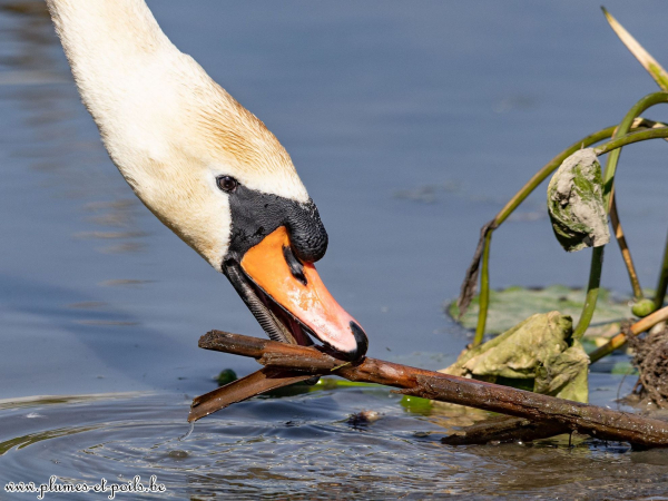 Cygne tuberculé