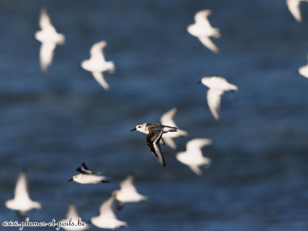 Bécasseau sanderling