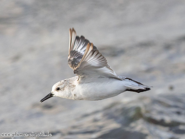 Bécasseau sanderling