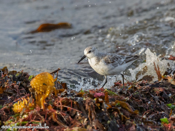 Bécasseau sanderling