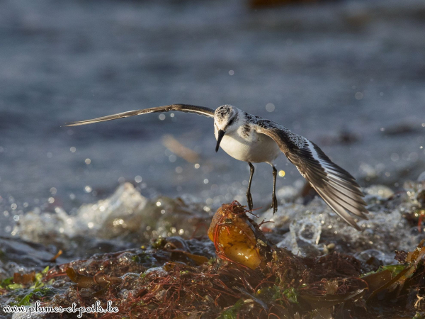Bécasseau sanderling