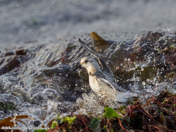 Bécasseau sanderling