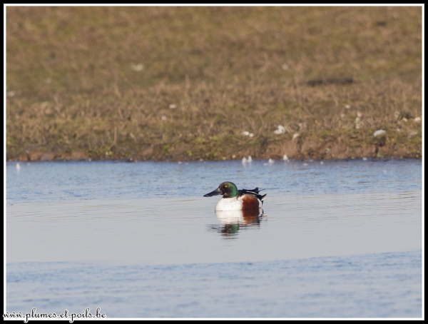 Canard souchet