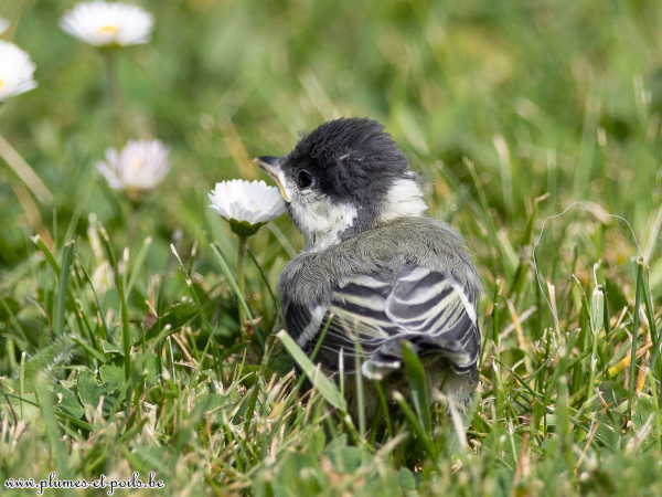 Mésange charbonnière