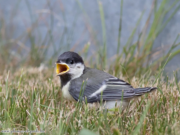 Mésange charbonnière