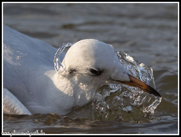 Mouette rieuse