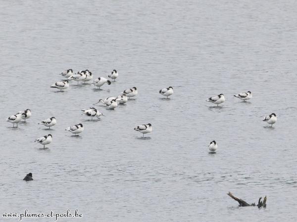 Avocettes élégantes