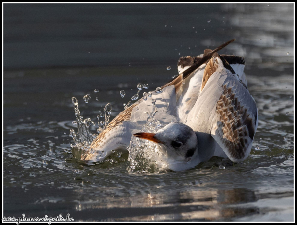 Mouette rieuse