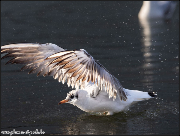 Mouette rieuse