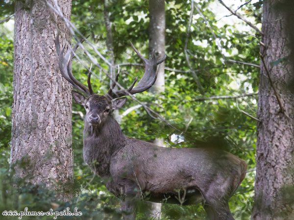 Cerf élaphe
