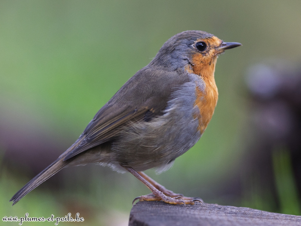Rouge-gorge