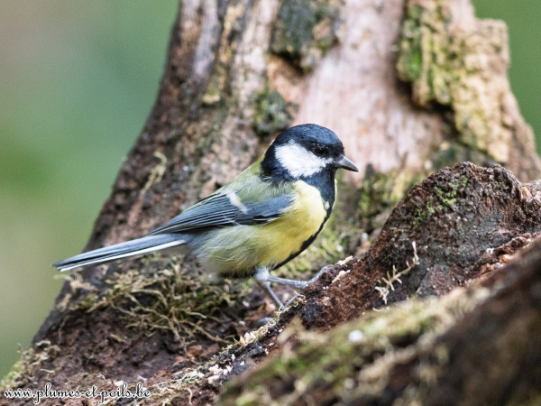 Mésange charbonnière