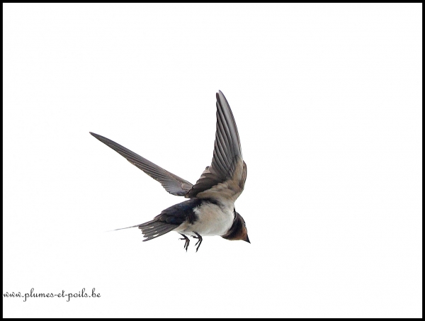 Hirondelle rustique
