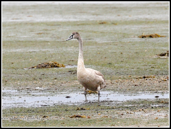 Cygne tuberculé