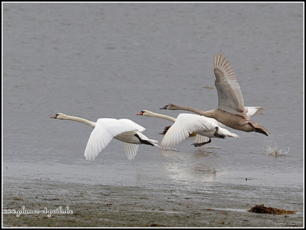 Cygne tuberculé