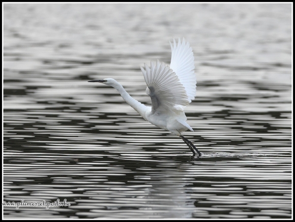 Aigrette garzette