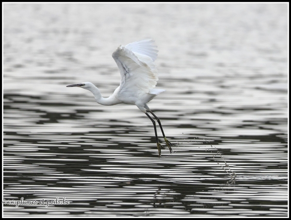 Aigrette garzette