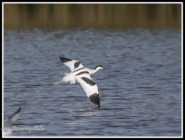 Avocette élégante