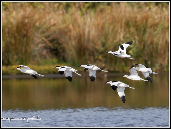 Avocette élégante