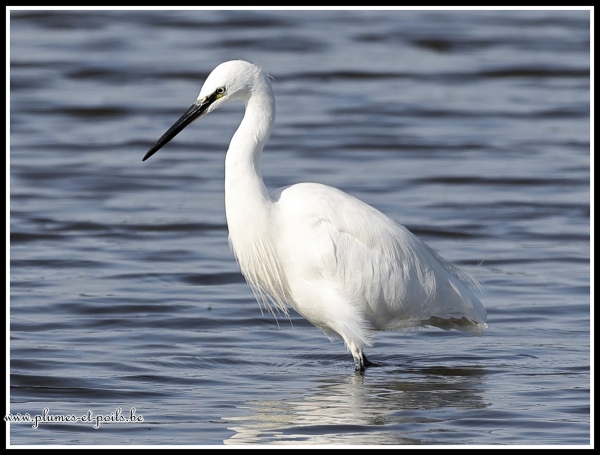 Aigrette garzette