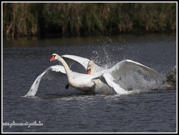 Cygne tuberculé