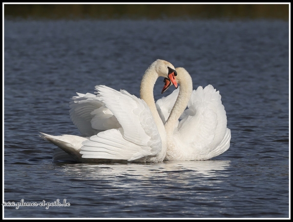 Cygne tuberculé