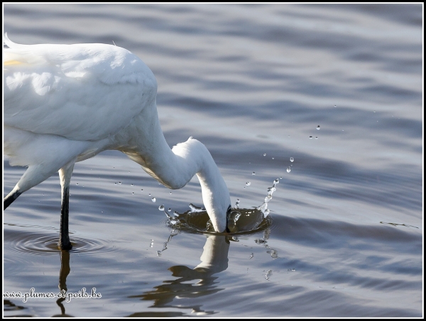 Aigrette garzette