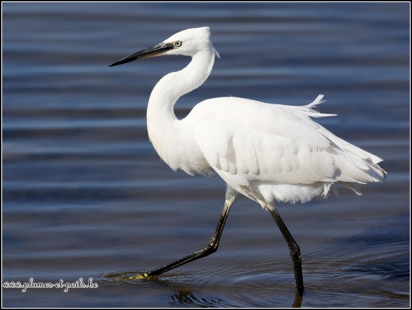 Aigrette garzette