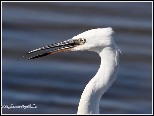 Aigrette garzette