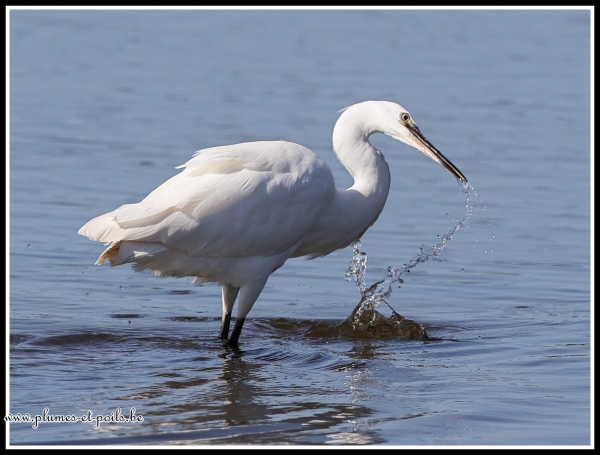 Aigrette garzette