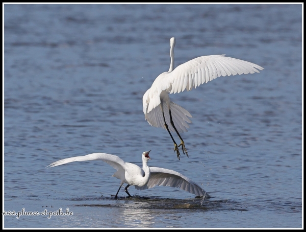 Aigrette garzette