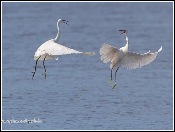 Aigrette garzette