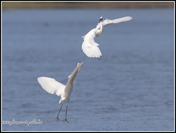 Aigrette garzette