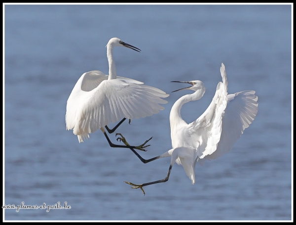 Aigrette garzette