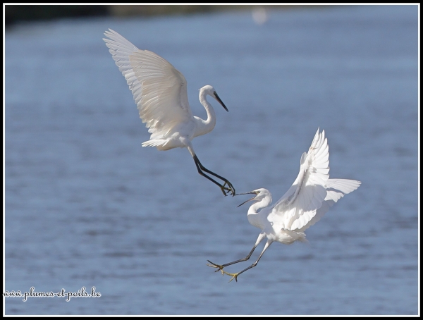 Aigrette garzette