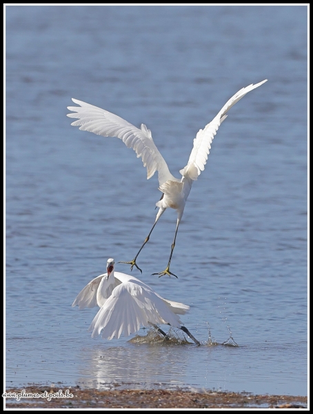 Aigrette garzette