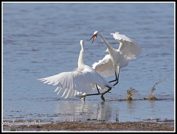 Aigrette garzette