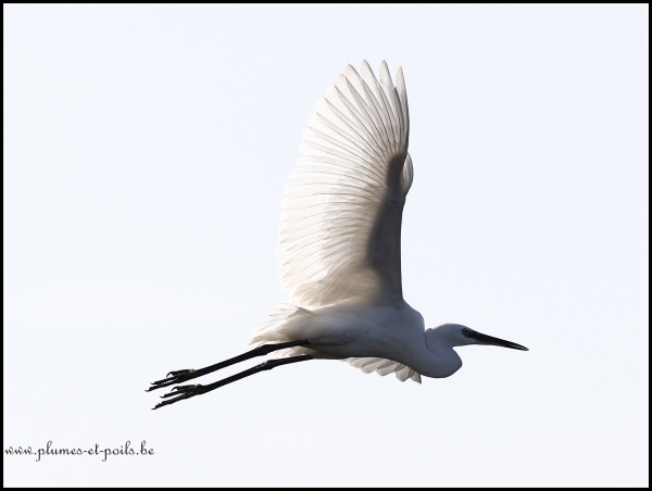 Aigrette garzette