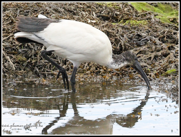Ibis sacré