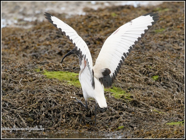 Ibis sacré
