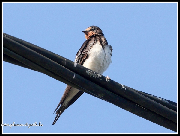 Hirondelle rustique