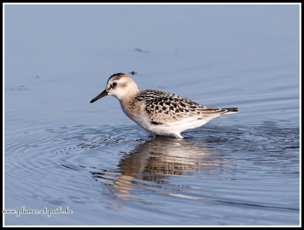 Bécasseau sanderling
